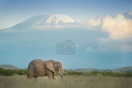 Foto de Elefante africano (Loxodonta africana) en la sabana frente al monte Kilimanjaro, parque nacional Amboseli, Kenia. - Imagen libre de derechos