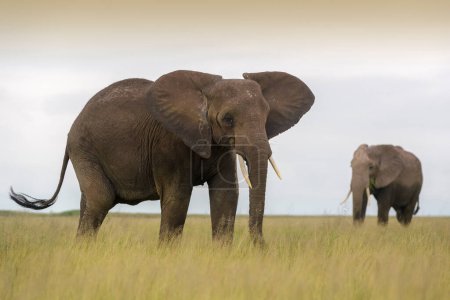 Foto de Elefante africano (Loxodonta africana) de pie sobre sabana con uno de fondo, Parque Nacional Amboseli, Kenia. - Imagen libre de derechos