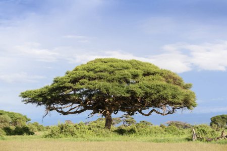 Foto de Árbol de acacia en el paisaje, Parque Nacional Amboseli, Kenia. - Imagen libre de derechos