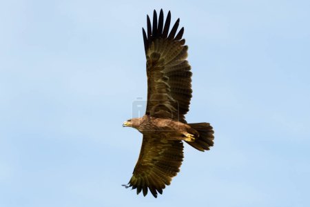 Téléchargez les photos : Aigle fauve (Aquila rapax) volant avec un ciel bleu, Masai Mara, Kenya - en image libre de droit