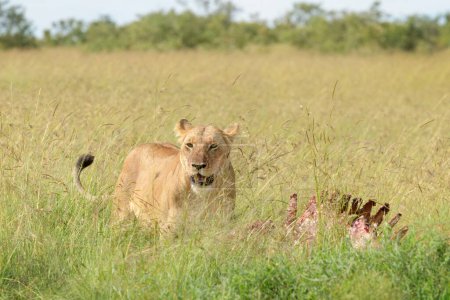 Téléchargez les photos : Lionne (Panthera leo) à côté de la carcasse sur la savane, réserve nationale Maasai Mara, Kenya - en image libre de droit