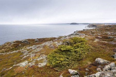 Foto de Costa con vistas a la bahía de San Jorge, Terranova y Labrador, Canadá - Imagen libre de derechos