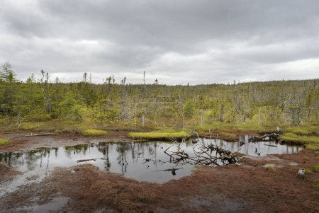 Foto de Bosque boreal, Reserva natural de Avalon, Terranova y Labrador, Canadá - Imagen libre de derechos