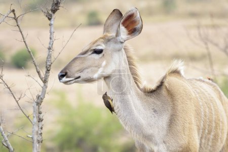 Großer Kudu (Tragelaphus strepsiceros) mit Rotschnabel-Ochsen (Buphagus erythrorhynchus), Krüger-Nationalpark, Südafrika.