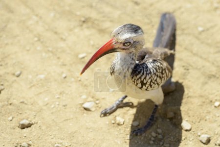 Southern Red-Billed Hornbill (tockus erythrorhynchus) standing on ground, seen from above, Kruger national park, South Africa.