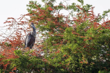 Goliath heron (Ardea goliath) perched in a blooming tree, Kruger National Park, South Africa.