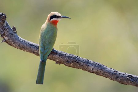 White-fronted bee-eater (Merops bullockoides) on a branch, Kruger National Park, South Africa.