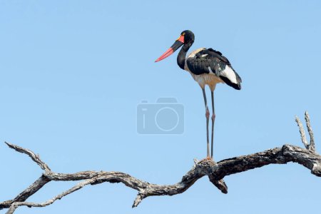 Saddle-billed stork (Ephippiorhynchus senegalensis) perched on a branch with blue sky, Kruger National Park, South Africa.