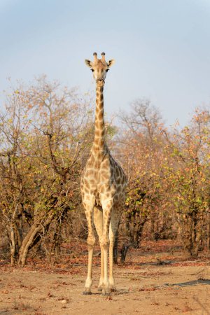 Giraffe (Giraffa camelopardalis) standing and looking at camera, Kruger National Park, South Africa
