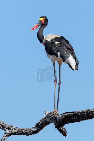 Photo for Saddle-billed stork (Ephippiorhynchus senegalensis) perched on a branch with blue sky, Kruger National Park, South Africa. - Royalty Free Image