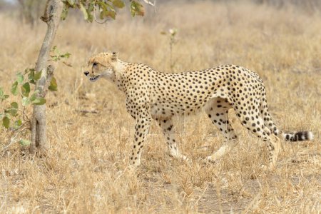 Foto de Cheetah (Acinonyx jubatus) caminando por la sabana, Parque Nacional Kruger, Sudáfrica - Imagen libre de derechos