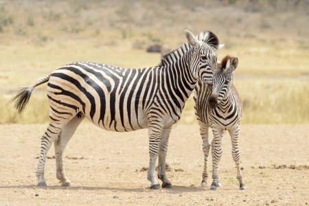 Plains zebra (Equus quagga) foal with mother standing on savanna, Kruger National Park, South Africa.