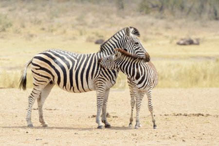 Plains zebra (Equus quagga) foal with mother standing on savanna, Kruger National Park, South Africa.