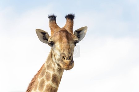 Girafe (Giraffa camelopardalis) portrait regardant la caméra, parc national Kruger, Afrique du Sud