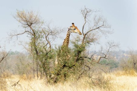 Giraffe (Giraffa camelopardalis) feeding on Acacia tree. Kruger National Park, South Africa.