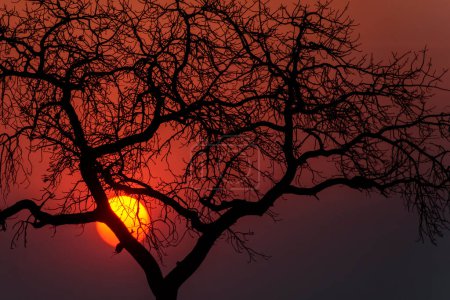 Coucher de soleil africain derrière un arbre, Parc national Kruger, Afrique du Sud.
