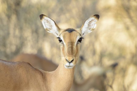 Impala (Aepyceros melampus), weibliches Porträt, Blick in die Kamera, Krüger-Nationalpark, Südafrika.