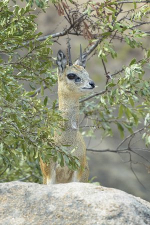 Retrato de Klipspringer (Oreotragus oreotragus) en arbustos, Parque Nacional Kruger, Sudáfrica.