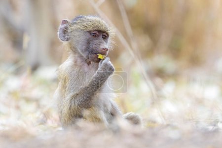 Bebé de Chacma Baboon (Papio ursinus), comiendo en el suelo, Parque Nacional Kruger, Sudáfrica.