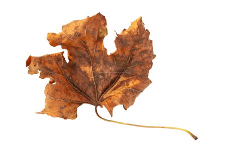 Photo for Dry leaf. Close-up of one dried maple leaf isolated on white background. Selective soft focus - Royalty Free Image