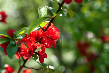 Japanische Quitte. Rote Blüten der japanischen Quitte in Großaufnahme. Blühender Strauch. Reiche Farbe. Geringe Schärfentiefe. Natürlicher Hintergrund. Selektiver weicher Fokus