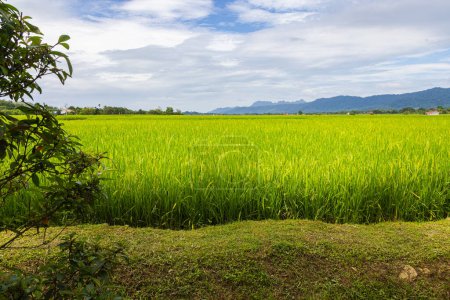 Foto de Campo de arroz verde exuberante en el valle del atardecer Langkawi, Malasia. Cielo azul con nubes blancas en el horizonte. Campo de arroz sin fin, agricultura en la isla tropical malaya. El borde de un campo de arroz - Imagen libre de derechos