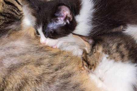Foto de Los gatitos muy jóvenes son alimentados por su gato madre. Bebé recién nacido gatito prefieren contacto cercano antes de explorar juntos. Amor y unión en la familia de gatos. El gato miente pacientemente y deja que los gatitos beban - Imagen libre de derechos