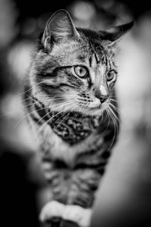 Téléchargez les photos : Un jeune chat rayé de tigre s'équilibre sur une clôture de jardin. Concentré, il respire la curiosité et la grâce. Chaque muscle est prêt, il surveille son environnement. Gros plan noir et blanc d'un chaton. - en image libre de droit