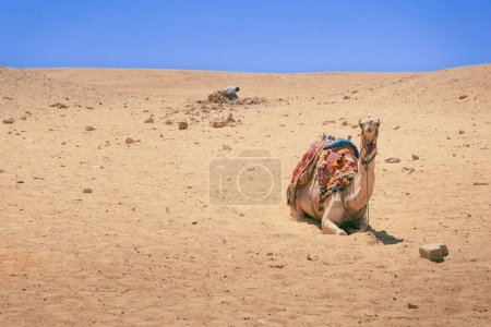 Foto de Camello solitario o dromedario en el desierto de Giza. Foto de alta calidad. Embárcate en un safari en camello a través de las antiguas arenas de Giza, capturando la esencia de la historia de Egipto. - Imagen libre de derechos