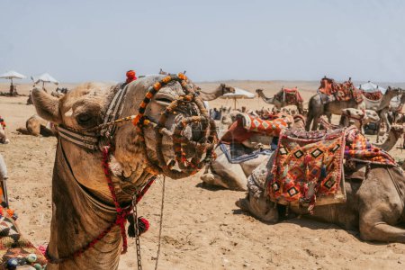 Foto de Camellos esperan cerca de las pirámides de Giza. Foto de alta calidad. Camellos pacientes esperan con impaciencia a los turistas en el contexto de las emblemáticas pirámides de Guiza en Egipto. - Imagen libre de derechos