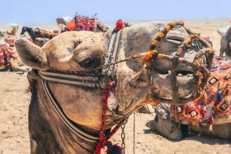 Foto de Camellos esperan cerca de las pirámides de Giza. Foto de alta calidad. Camellos pacientes esperan con impaciencia a los turistas en el contexto de las emblemáticas pirámides de Guiza en Egipto. - Imagen libre de derechos