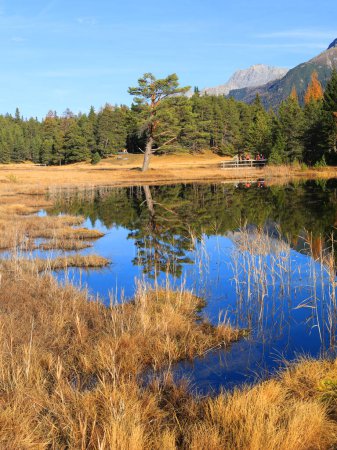 Téléchargez les photos : Alpes suisses lac humide de montagne Lai Nair (lac noir) avec reflet de la forêt d'automne sur le sentier de randonnée au Scoul Tarasp, Basse-Engadine, Suisse - en image libre de droit