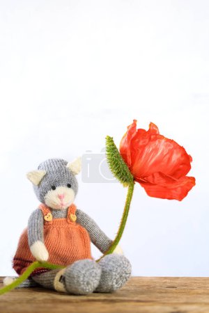 Téléchargez les photos : Self knitted kitty holding a giant flower on wooden board with white background - copy space - en image libre de droit