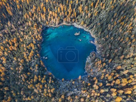 Téléchargez les photos : Vue aérienne par drone sur un lac en forme de cœur entouré de mélèzes d'automne - Lac Saoseo dans le canton de Grison, Suisse - en image libre de droit