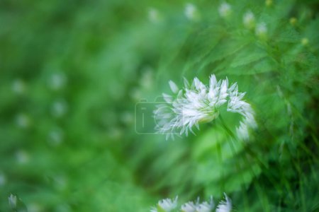 Photo for Multi exposure of a wild garlic leek flower againt green background - Royalty Free Image