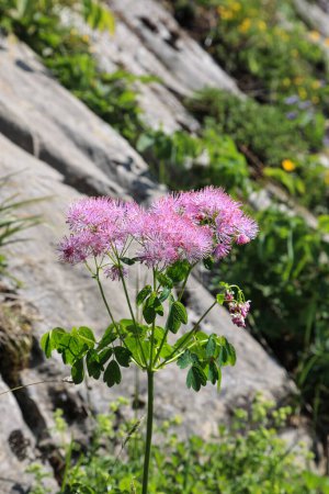 Téléchargez les photos : Flore des Alpes - Columbine prairie-rue, (Thalictrum aquilegifolium) pousse sauvage sur les hautes Alpes, Europe - en image libre de droit