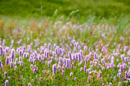 Foto de Meadow on the high alps are full of blooming wild snakeweed flowers (Polygonum bistorta) - Imagen libre de derechos