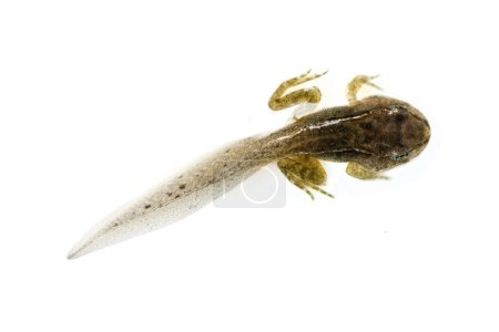 A tadpole on white, macro shot, isolated