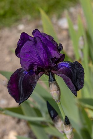 Téléchargez les photos : Iris fleur "Bibelot" - Normes (pétales supérieurs) et chutes (pétales inférieurs) en violet foncé ; barbe de couleur pourpre (Germanica Berbata-Elatior Group) - en image libre de droit