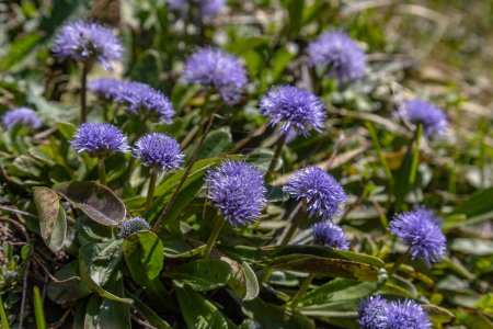Téléchargez les photos : Flore alpine - Globularia nudicaulis poussant sur les hautes Alpes en été - en image libre de droit