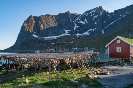 Estantes de pescado de bacalao en un pueblo pesquero con cabaña roja de madera tradicional en la costa del fiordo, Lofoten, Noruega