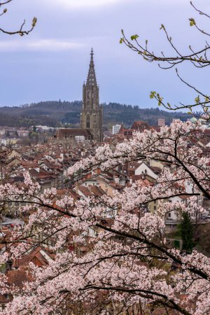 Die Schweizer Altstadt von Bern mit ihrem Münsterkirchturm mit japanischen Sakura-Blüten im Vordergrund (Schwerpunkt gestapelt)