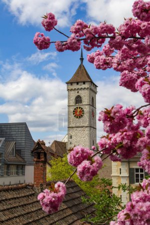 The clock tower from the St. Johann church with blooming cherry flower sakura at the foreground
