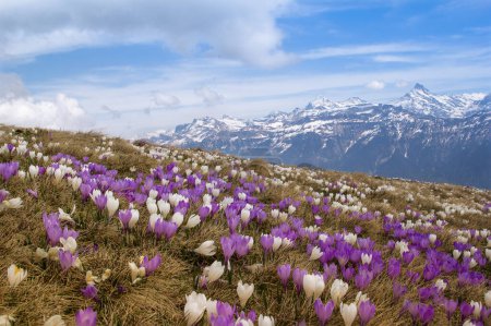 Téléchargez les photos : Fleurs de crocus sauvages sur les Alpes avec montagne de neige à l'arrière-plan au début du printemps - image de mise au point empilant - en image libre de droit