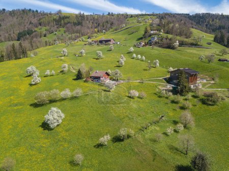 Aerial image of farming land with blooming orchard trees on the mountain of Walchwilerberg, Switzerland