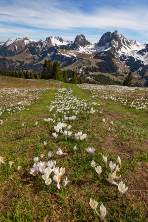 Téléchargez les photos : Fleurs de crocus sauvages sur les Alpes passent Gurnigel avec des sommets de montagne de neige Gantrisch et Nueenen au début du printemps - empilement focus pour l'avant-plan et l'arrière-plan nets - en image libre de droit
