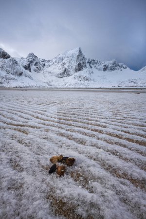 Morpheus beach. in Lofoten with tidel sand patterns and shell at the foreground and Stortind mountain peak at the background - Focus stacked.