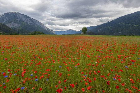 The small chapel Sogn Mang at Bonaduz, Grisons with red poppy flower field at the foreground