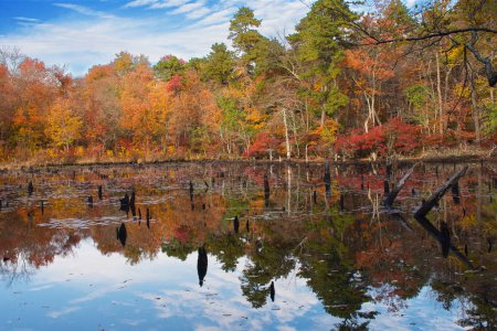 Foto de Pico Los colores otoñales pasan por alto este estanque con tocones de árboles muertos en el Parque Estatal Allaire en Nueva Jersey. - Imagen libre de derechos