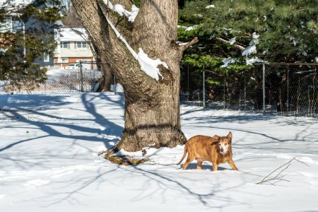 Foto de Abadía un sabueso Labrador parte obtenida como un cachorro del refugio disfruta de un patio trasero cubierto de nieve. - Imagen libre de derechos